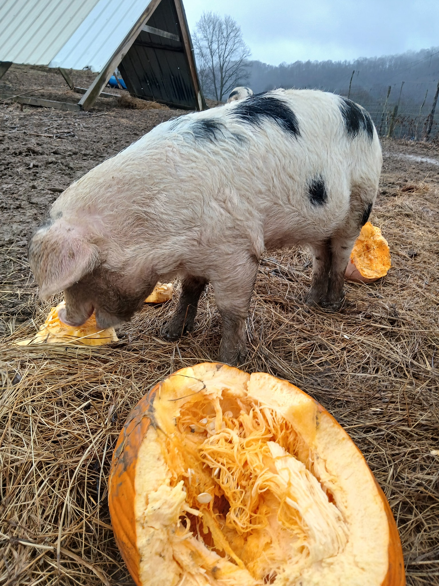 Kelly Ridge Farms LLC | Meadowview VA