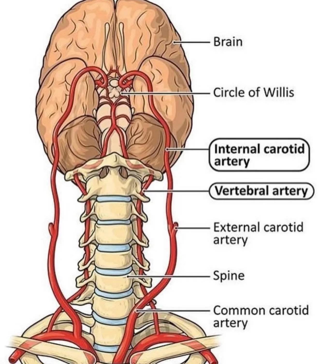 Dr. Muhammed - The circle of Willis is a ring of blood vessels at the ...