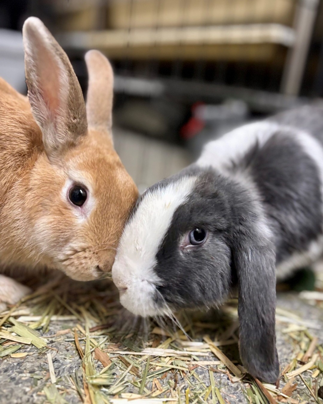 Sydney - Meet Rascal & Scallywag. 🐰🐰 Double the bunnies, double the ...