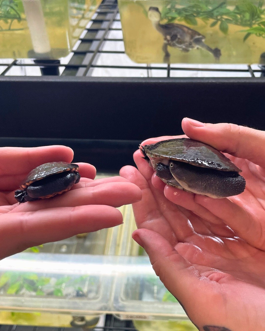 Turtle Survival Alliance - **Nesting Update** Did you see yesterday's ...