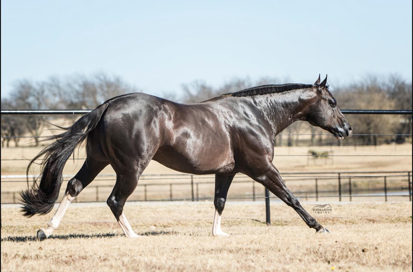 Mark Harrell Equine... - Mark Harrell Equine Marketing