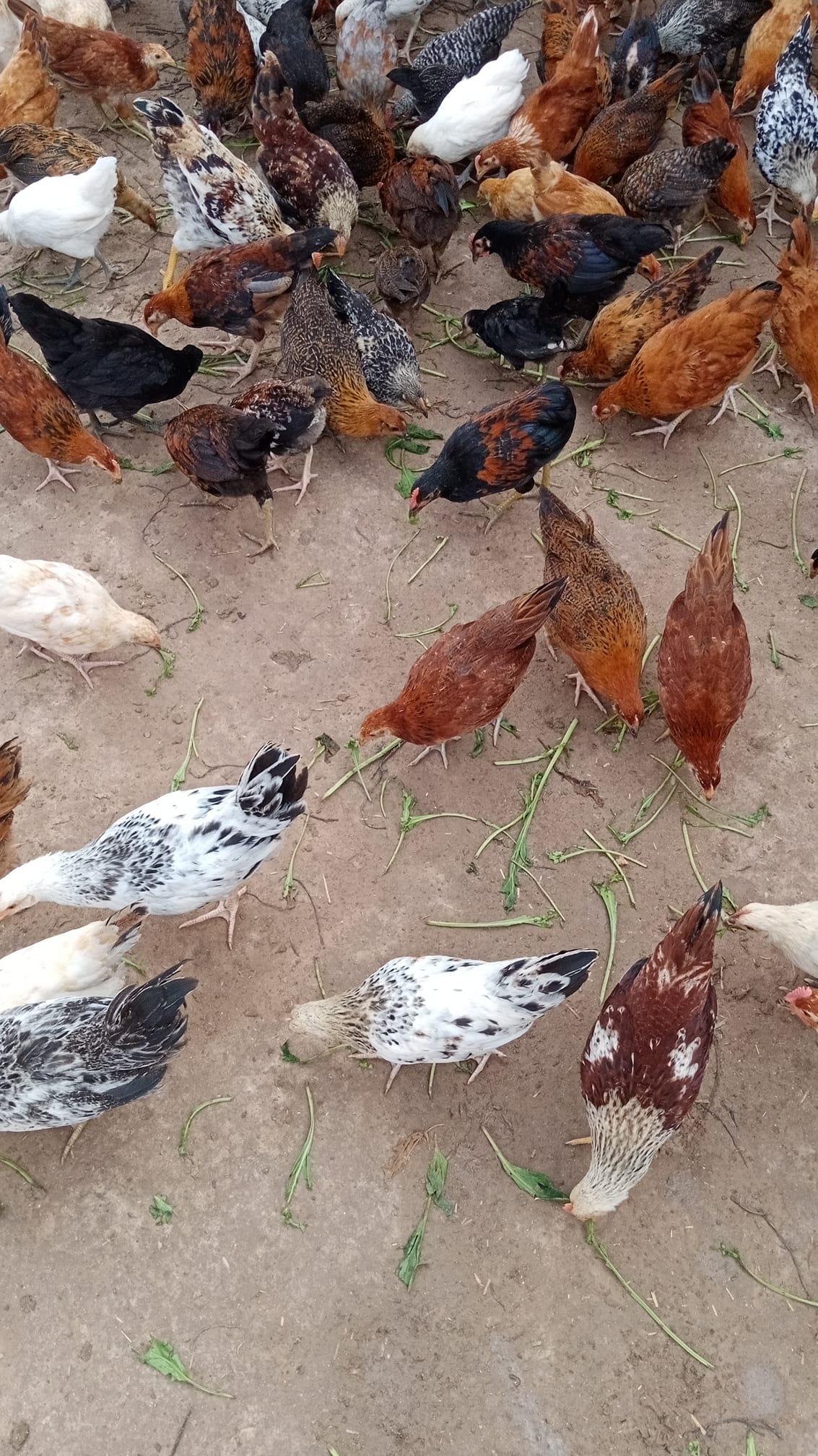 Frouple Golden Misri Hen forming and egg supplier Multan | Facebook