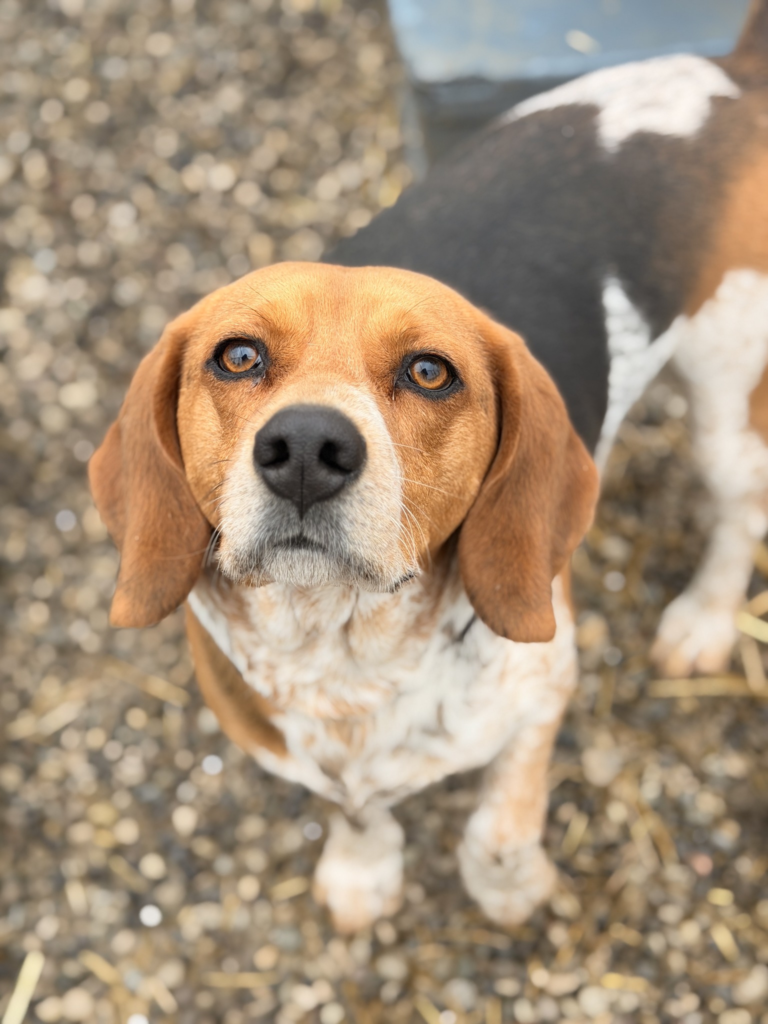 Meet Lenny! Lenny is a handsome 3-year-old Beagle with a big