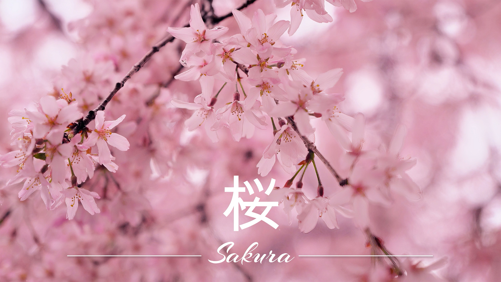 Capturing cherry blossoms with Fujifilm X-M5