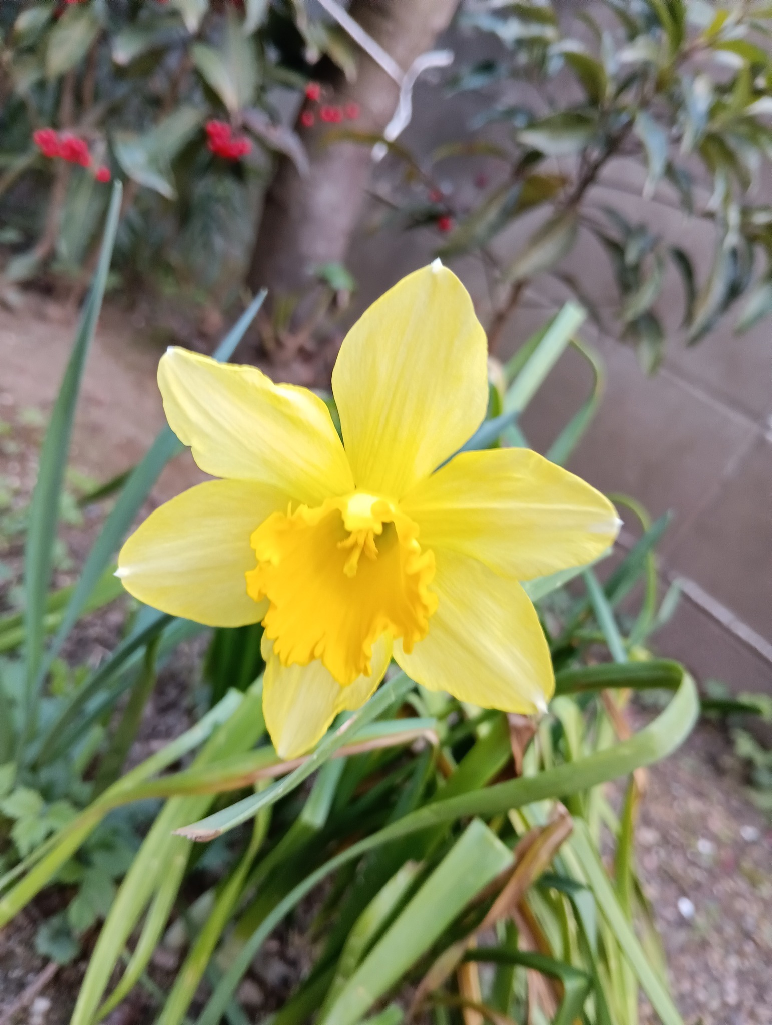 庭のラッパスイセン三種 樒(シキミ)の花です