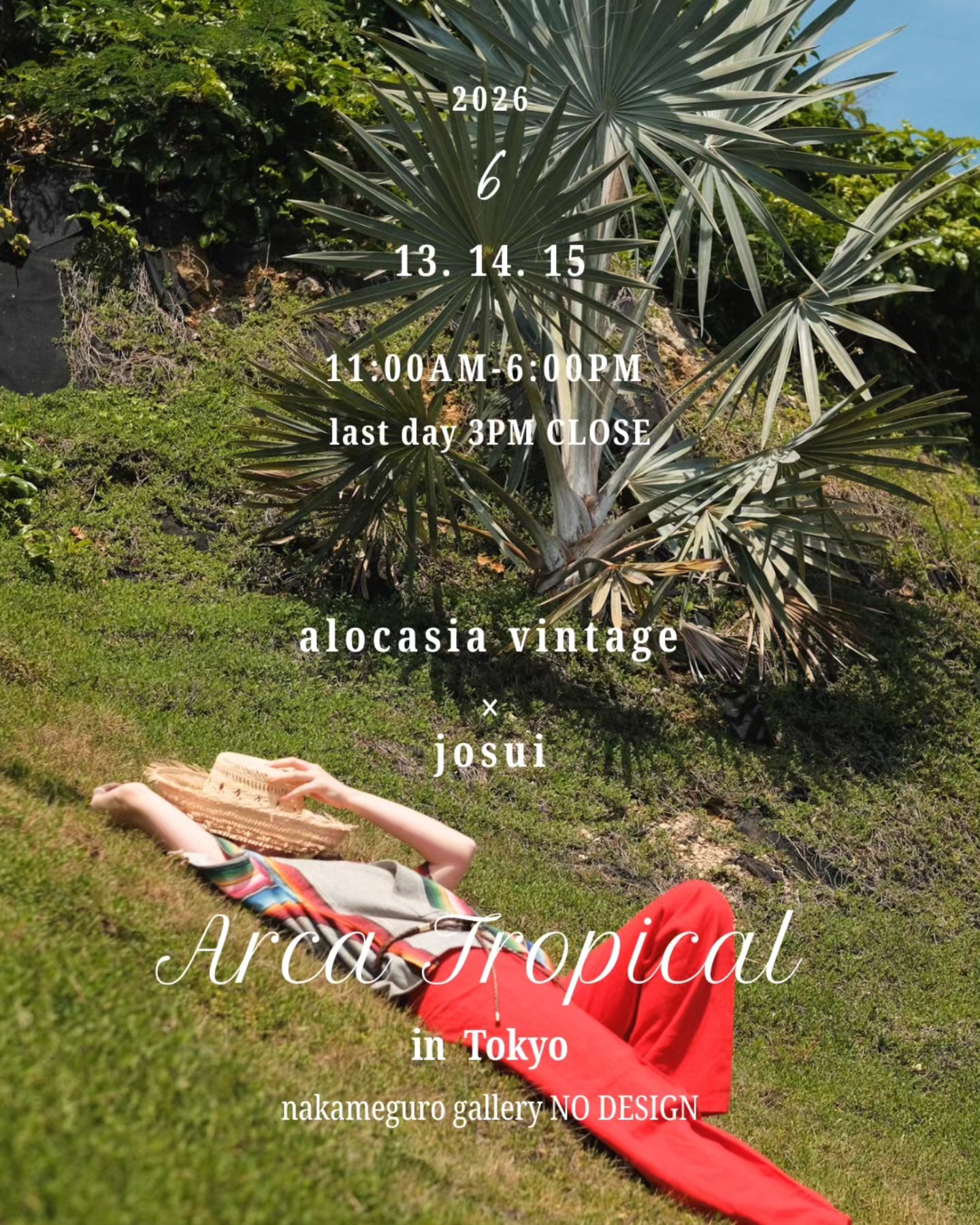 alocasia vintage | Ginowan-shi Okinawa