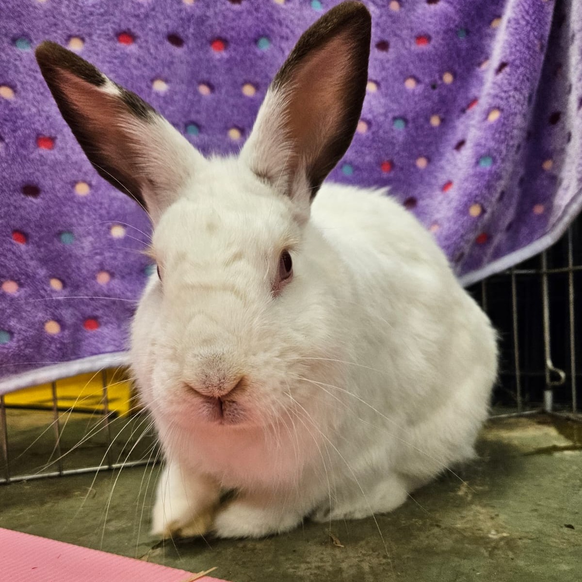 RabbitEARS - 💞This is REMUS ⭐ Oakland He is a calm senior... | Facebook