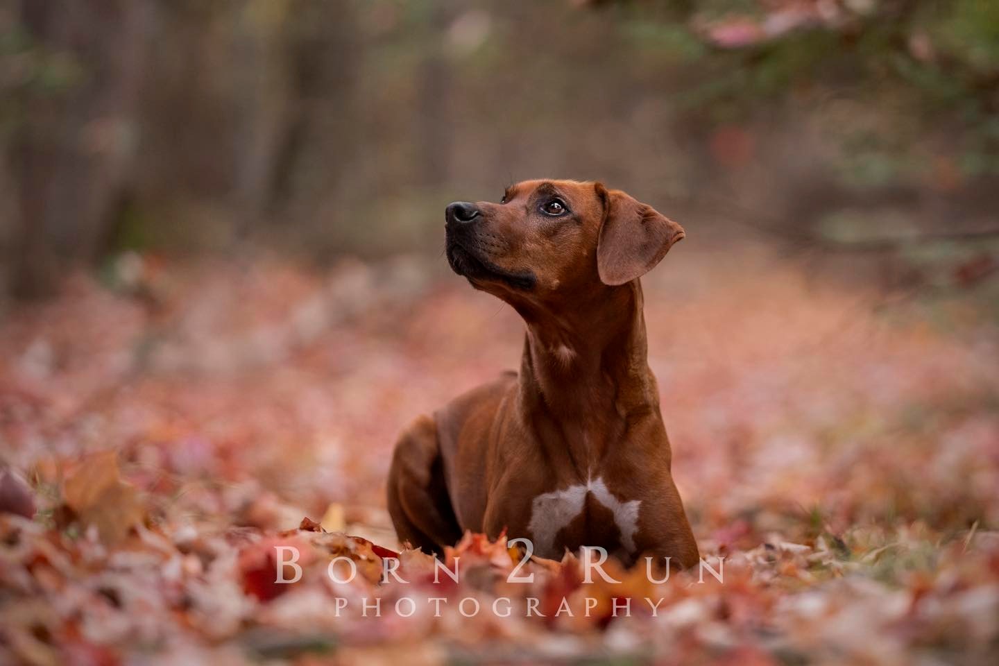 Born - Now here’s a breed that we were so excited to photograph!! We ...