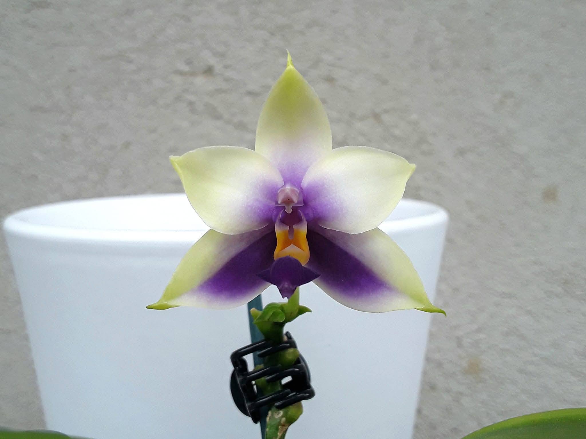 Phalaenopsis borneensis var. flava 'Ambrum'