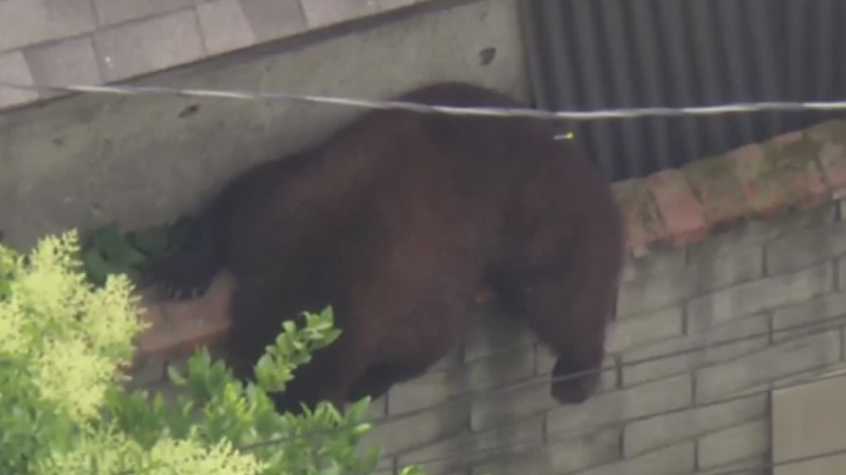 A bear meandered through a neighborhood near the Hansen Dam in