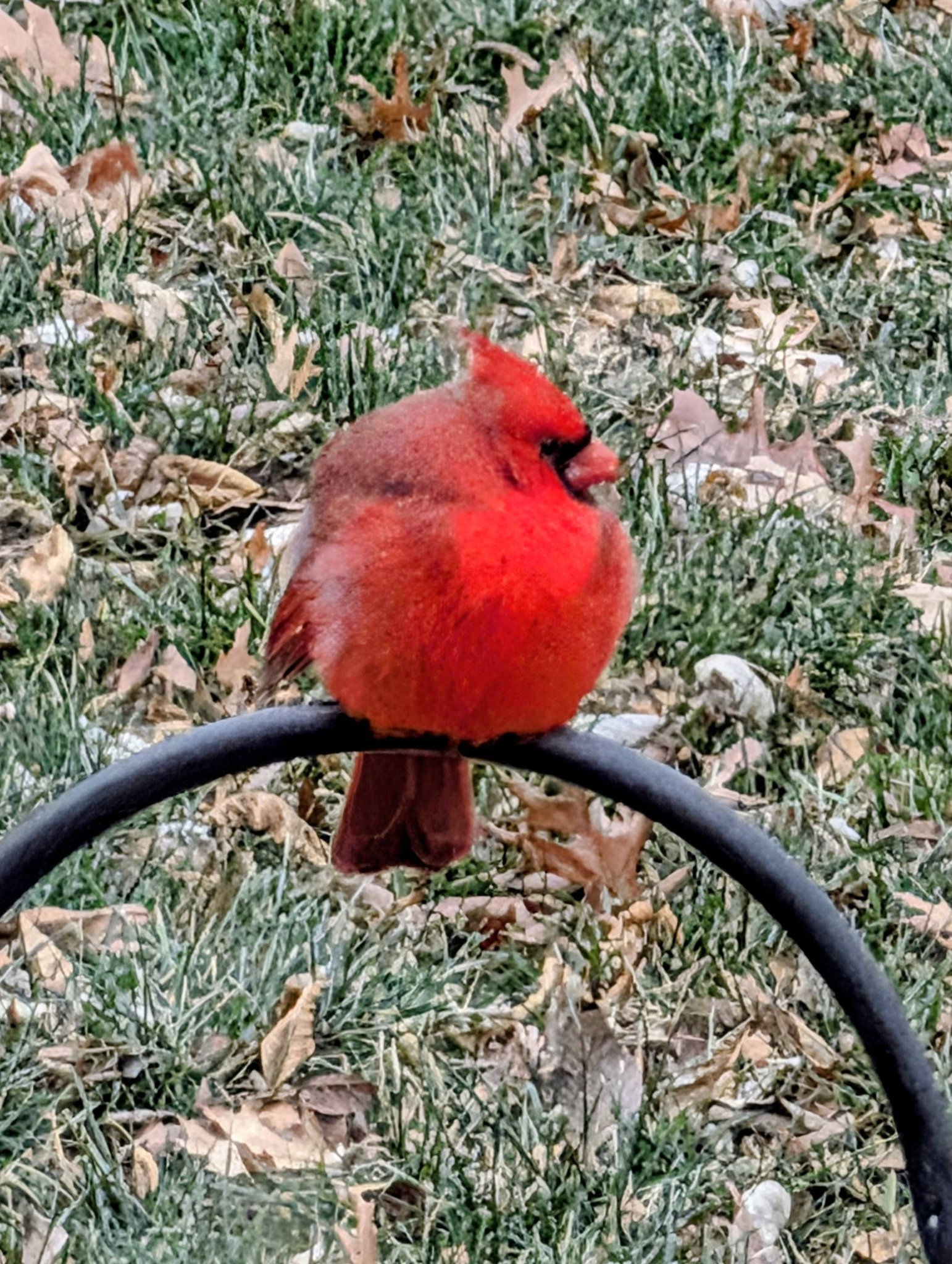 Lori Foster - A cute squirrel, a round Cardinal, and a... | Facebook