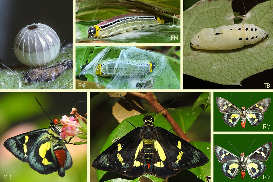 Brisbane's - Butterfly of the Month - September 2025 Regent Skipper ...