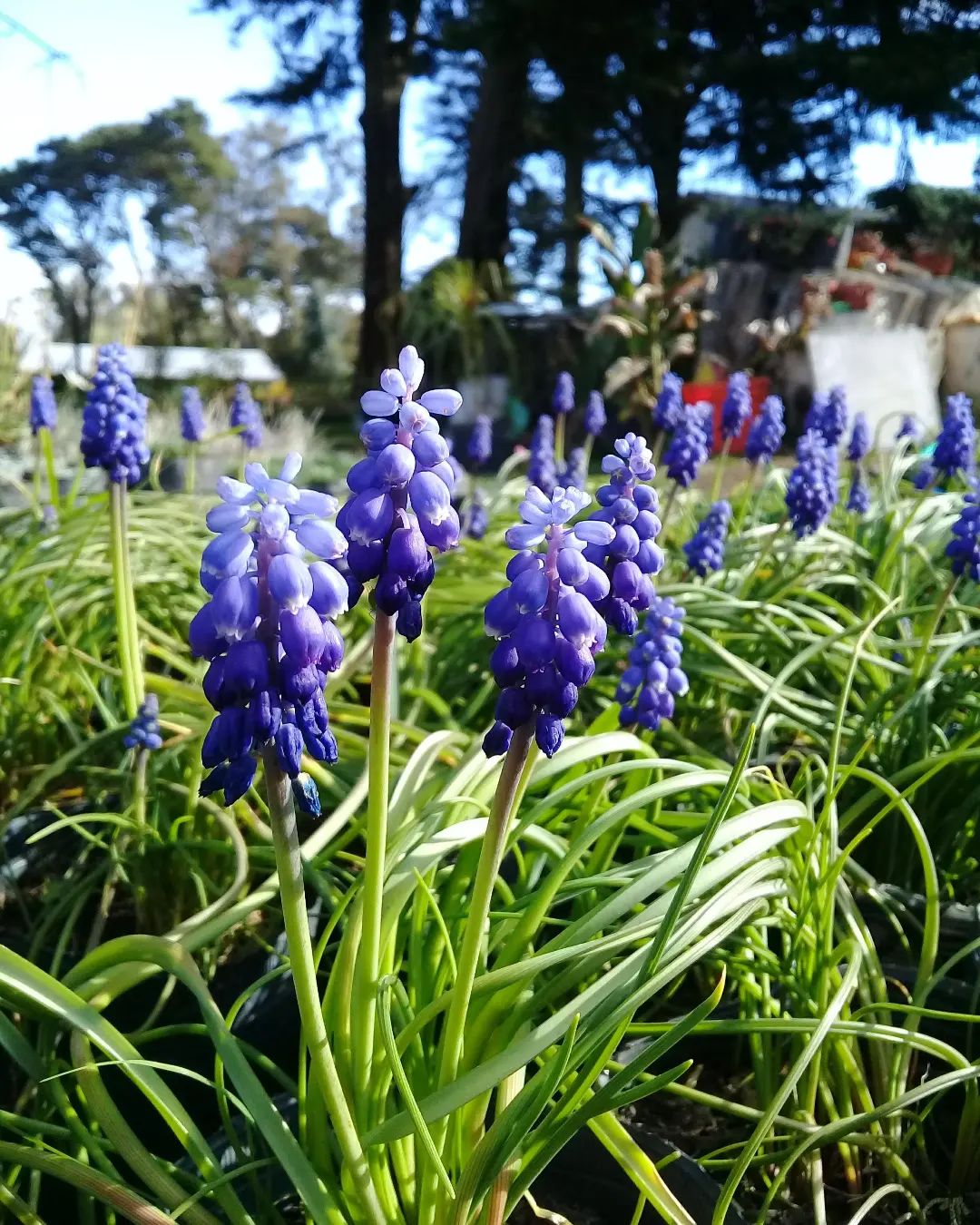 Unas de las especies de bulbo más... - Vivero Alma Botánica