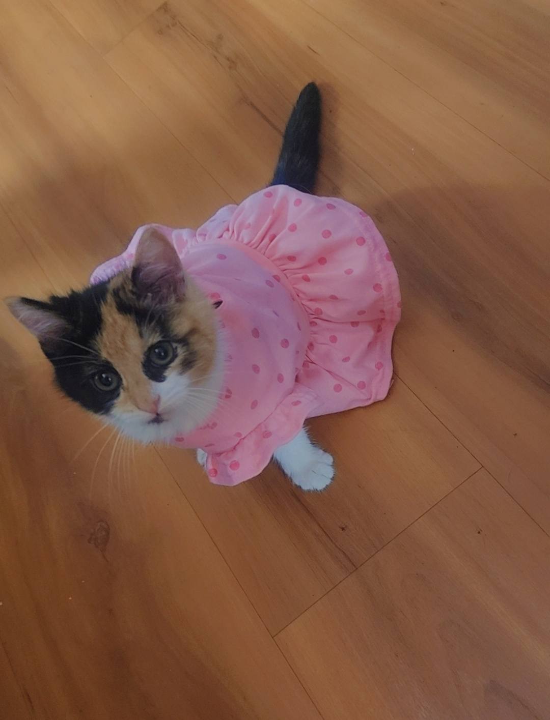 cute cat wearing dress a True Body Lift Primary color:Mint All the Best Color Purple