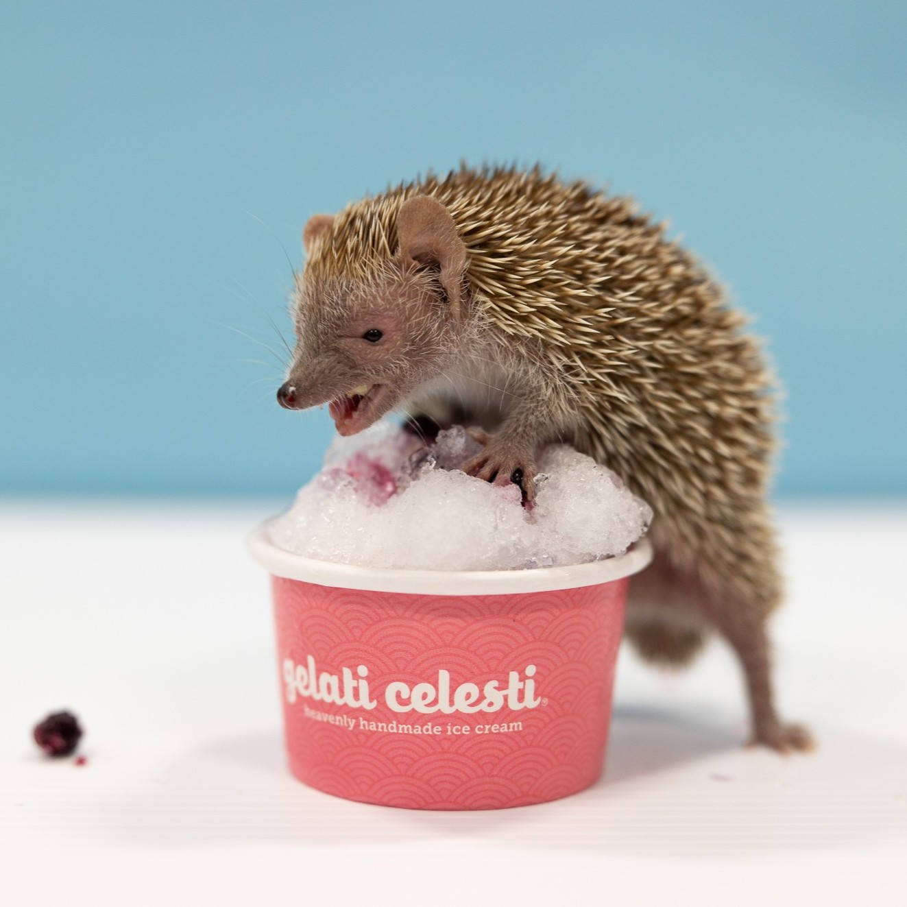 Celebrate our 40th birthday with a sweet treat made by Gelati