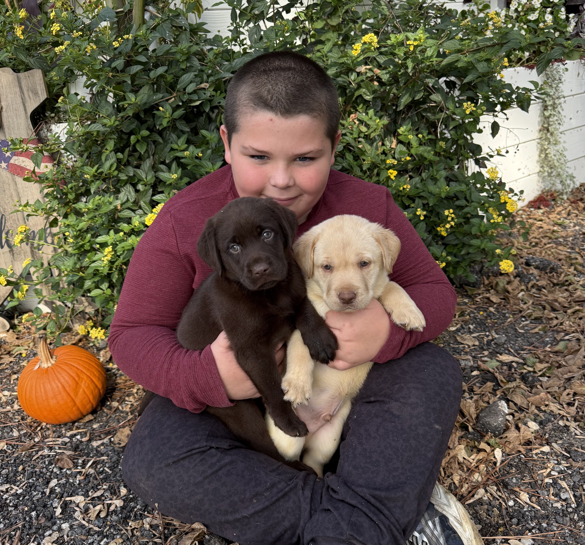 Blue Ridge Lane... - Blue Ridge Lane Labrador Retrievers
