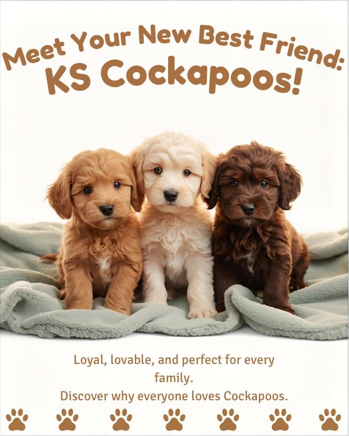 KS Cockapoos | Madoc ON