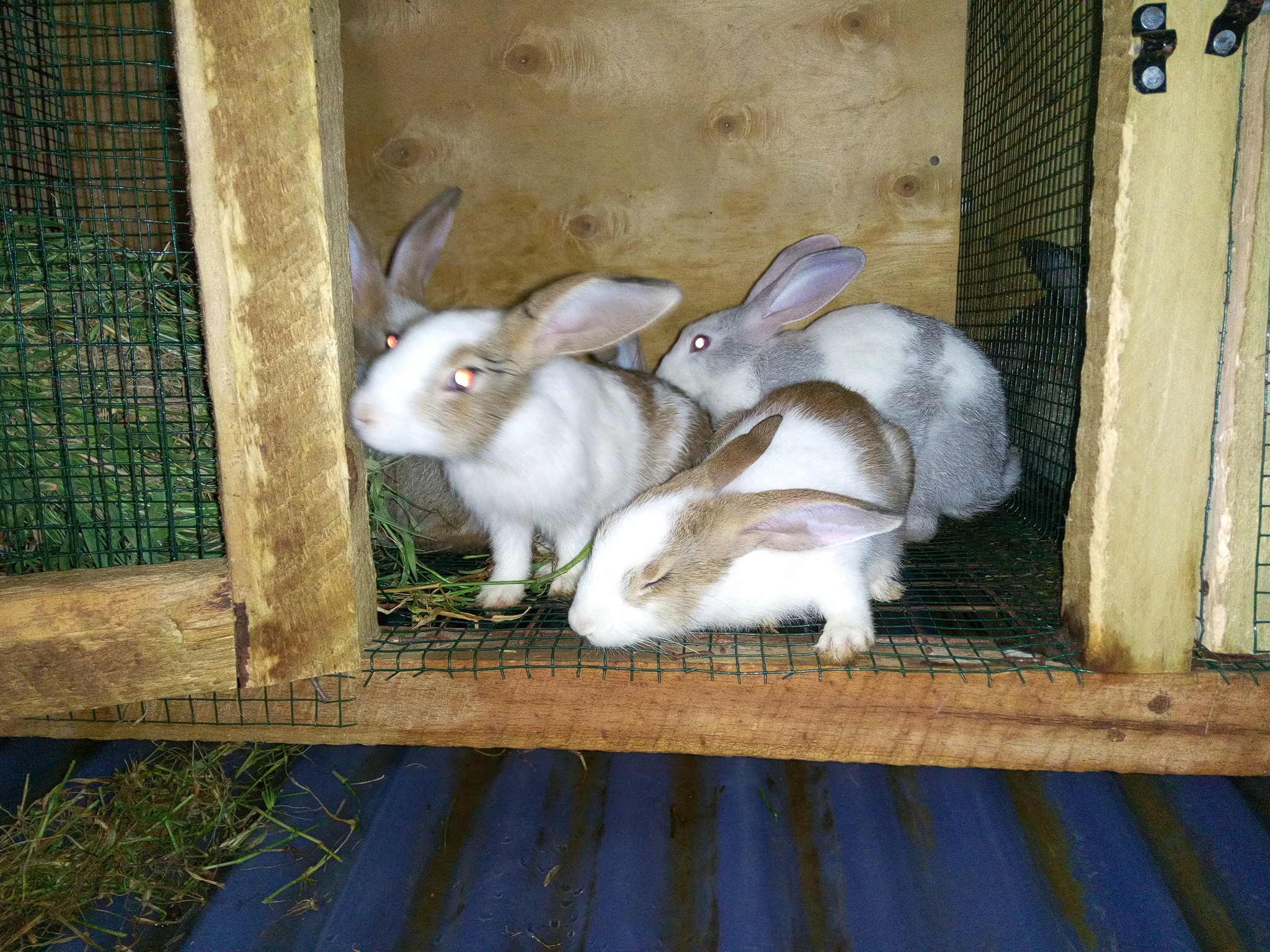 Kimara Rabbit Farm added a new photo... - Kimara Rabbit Farm