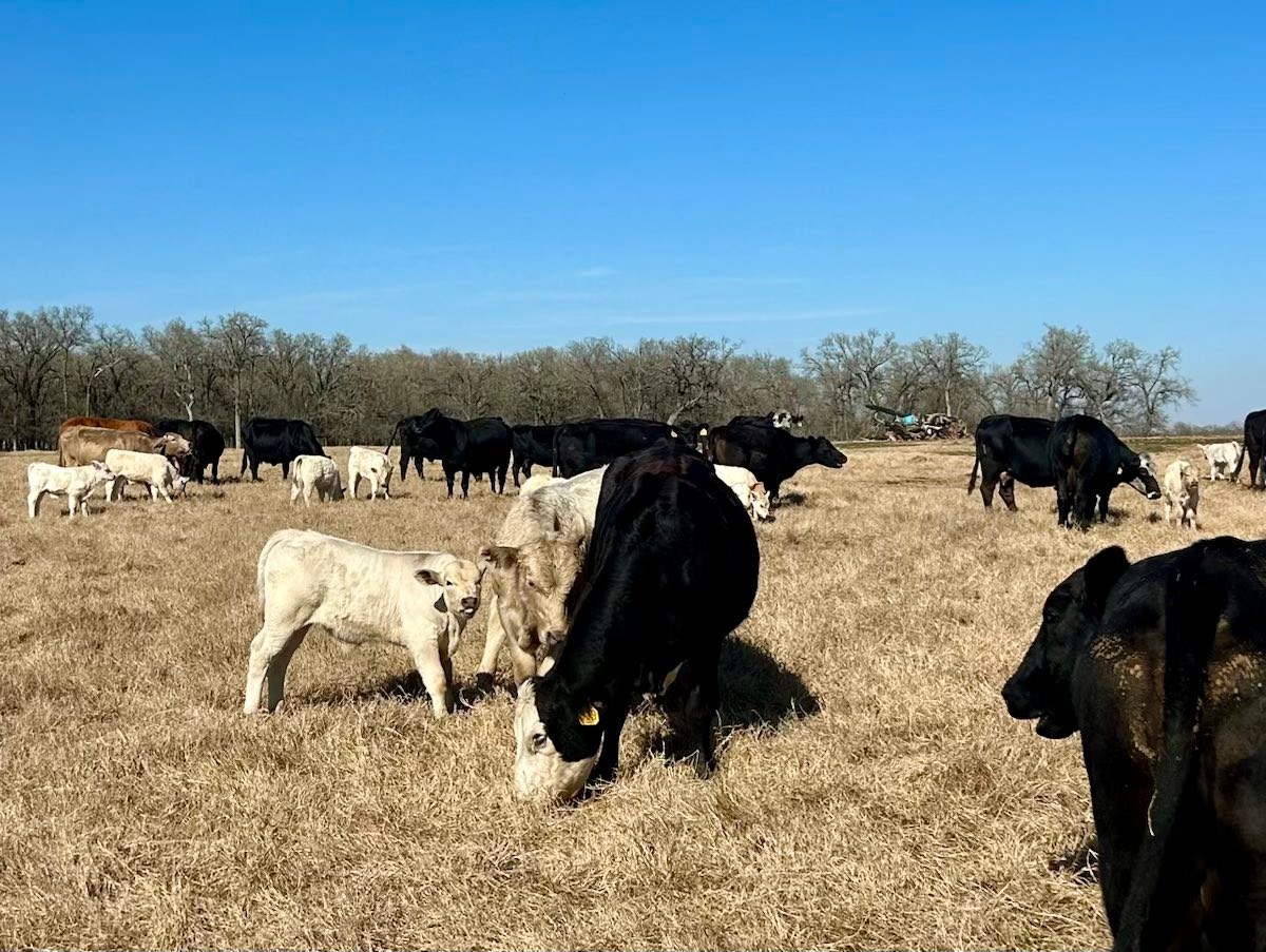 Milam County... - Milam County Livestock Auction, LLC