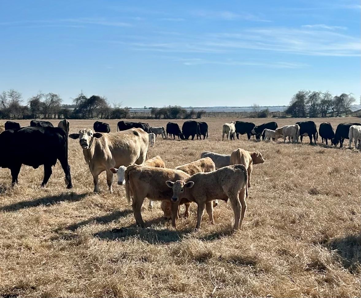 Milam County... - Milam County Livestock Auction, LLC