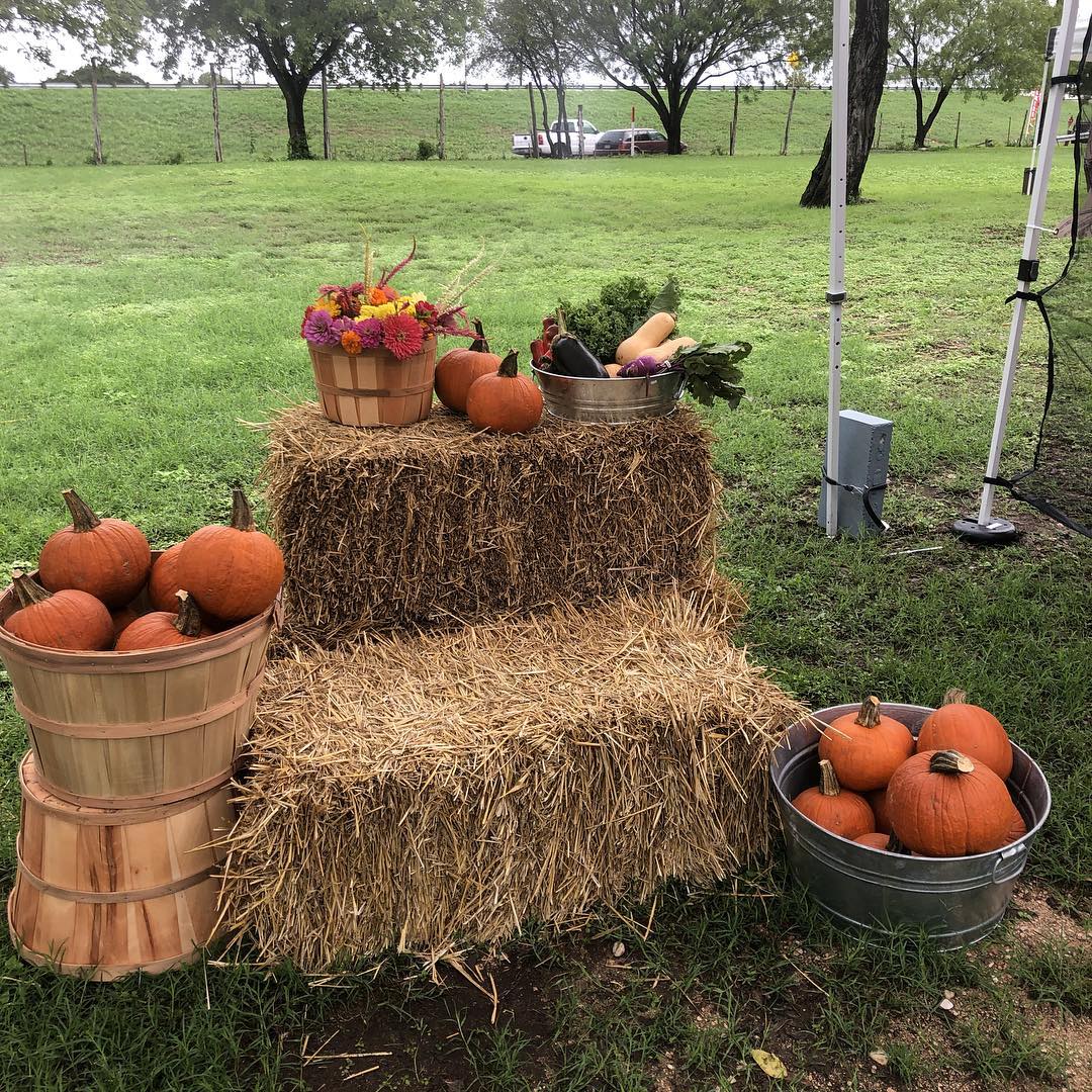 Corona Violeta Ranch | Florence TX