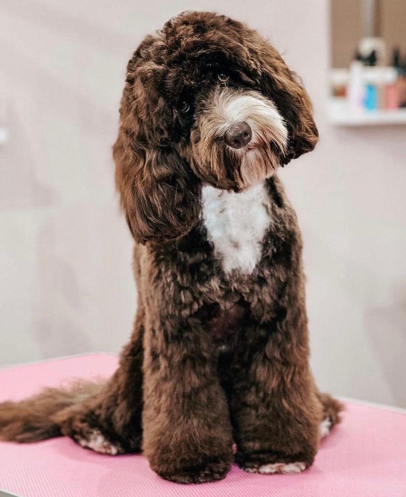How adorable is the lovely new... - The Cockapoo Crew