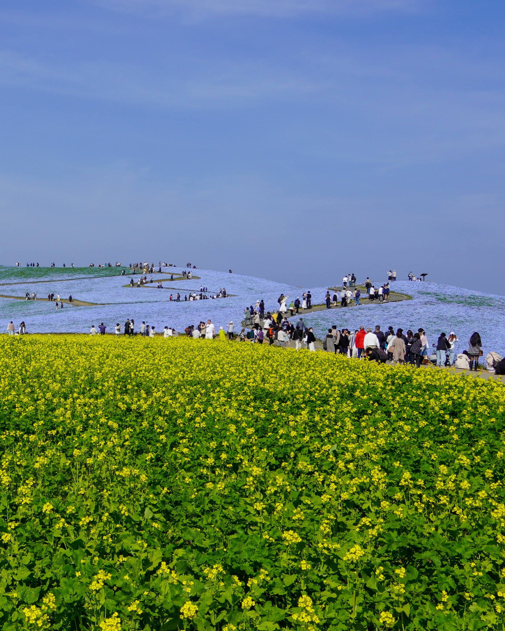 ネモフィラ ひたち 海浜 公園