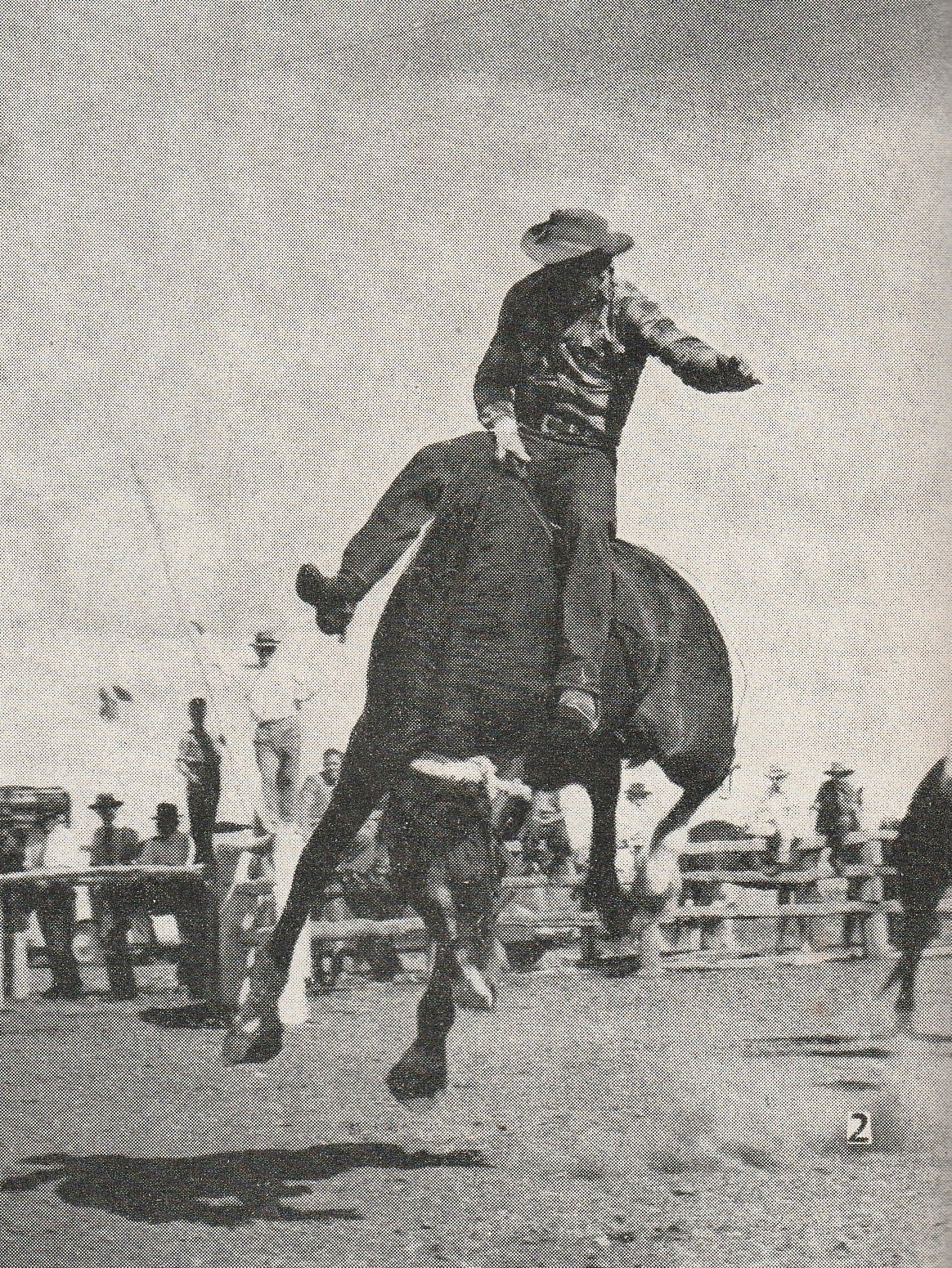 Equestrian - Wally Woods again in the Australian Buckjump Championship ...
