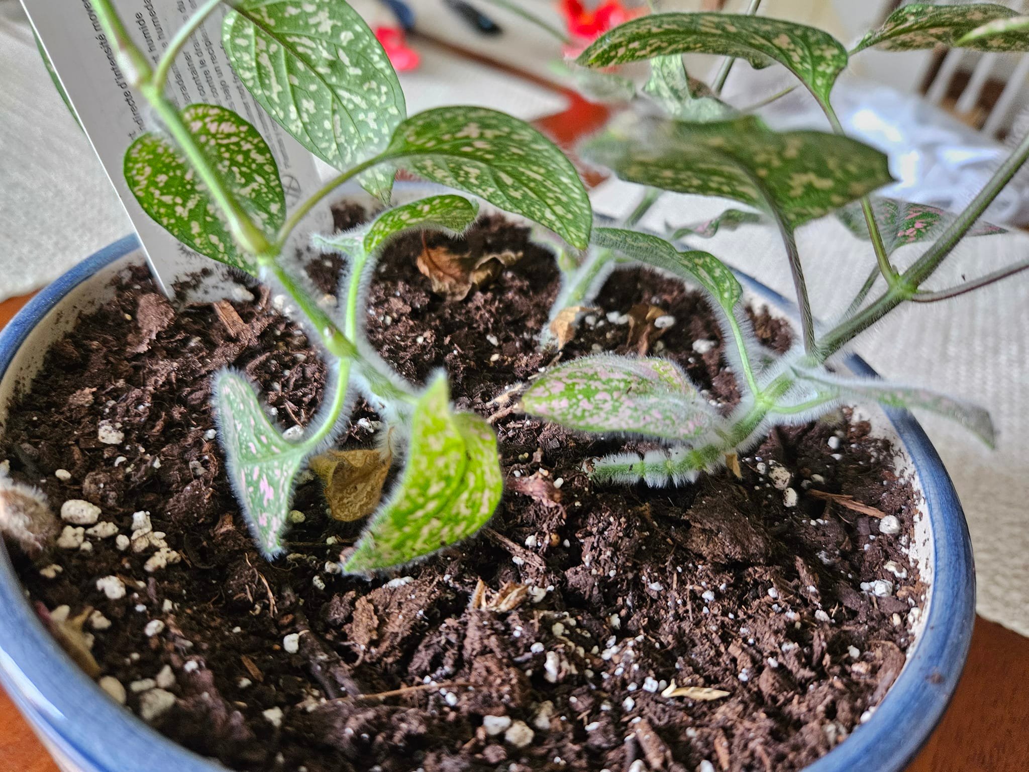 tomfrkw30 Fuzz Plant TA.effects Is the fuzz on the stems normal?