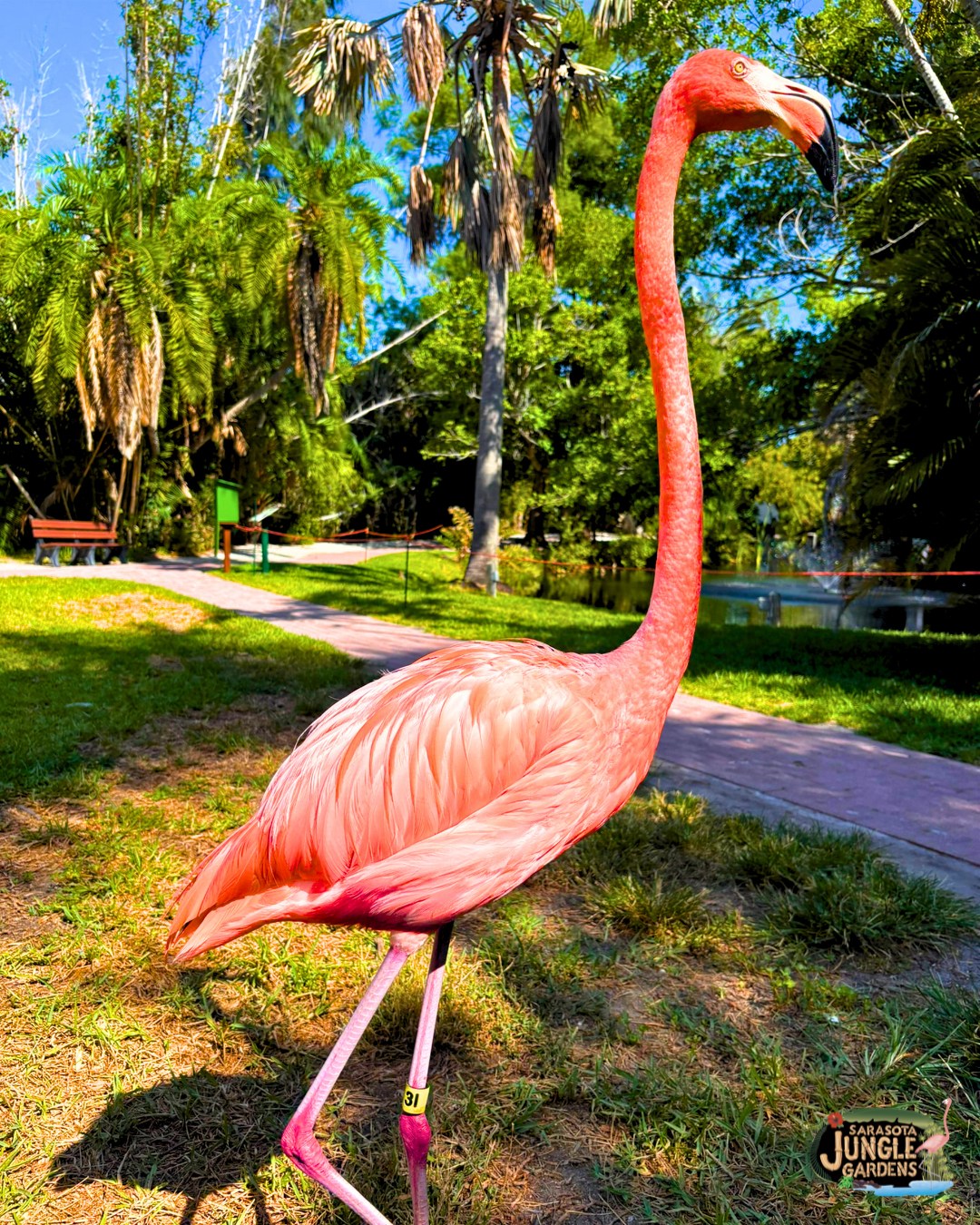 ワイルド　セレンゲティ Sarasota Jungle Gardens added a - Sarasota Jungle Gardens