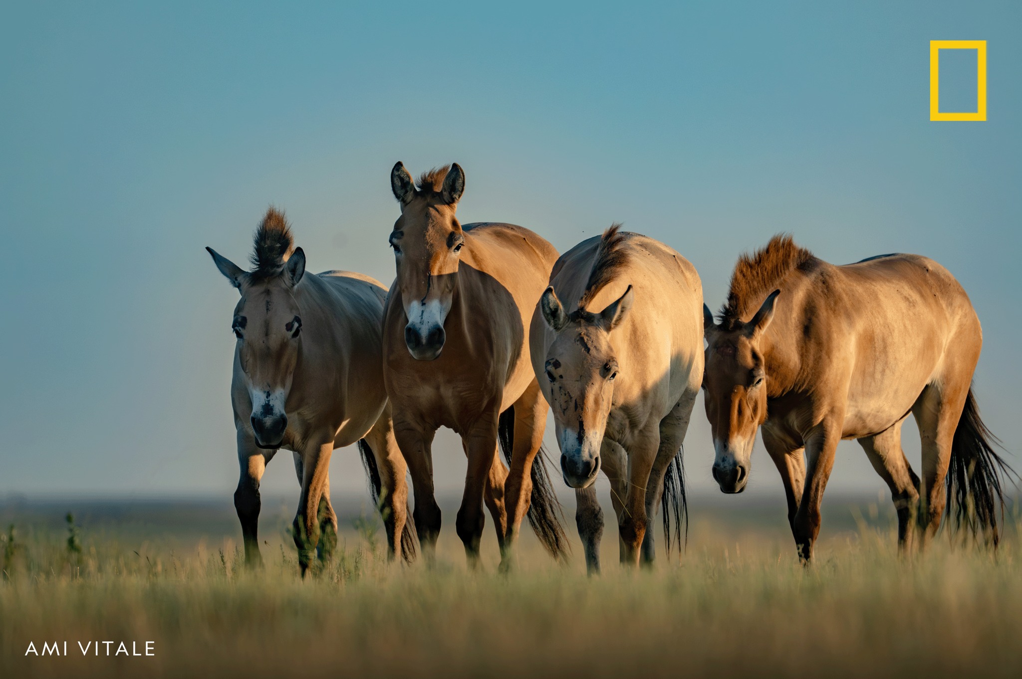National - Once declared extinct in the wild, a group of Przewalski’s ...