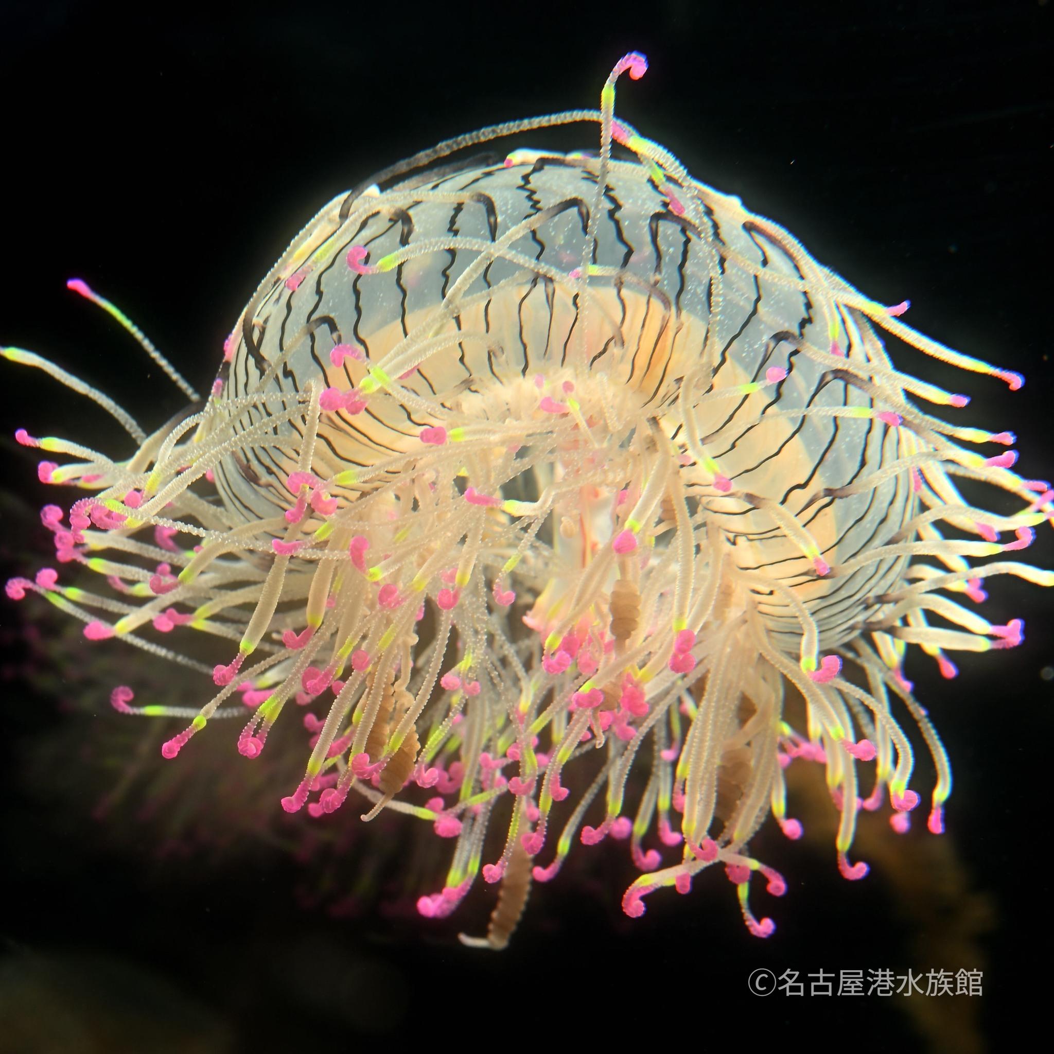 名古屋港水族館 Port - あなたは誰？ ベルーガのぬいぐるみに話しかけ