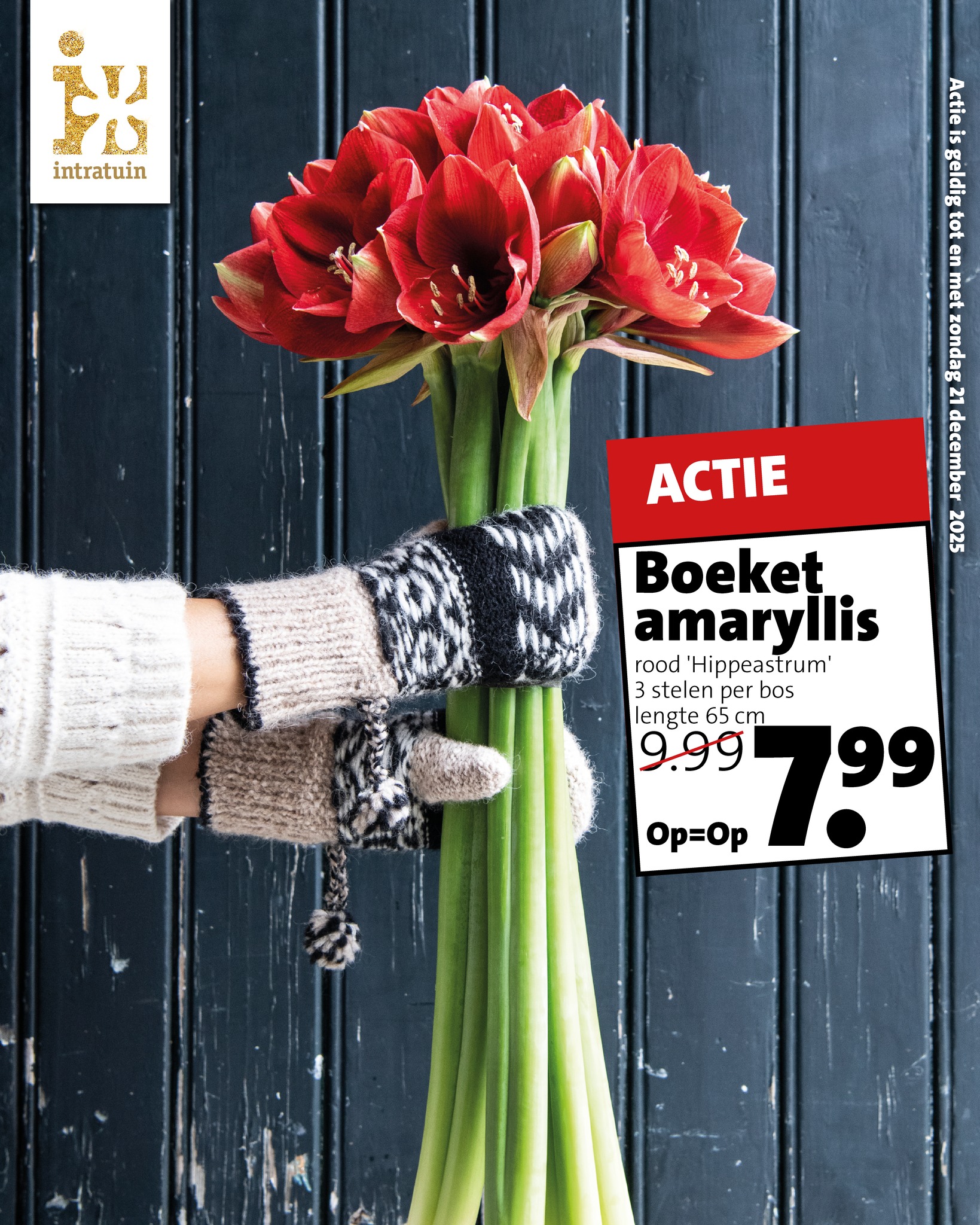 Intratuin - 🎄Echt kerst 🌺 Boeket Amaryllis rood ‘Hippeastrum’ 🌺 drie ...