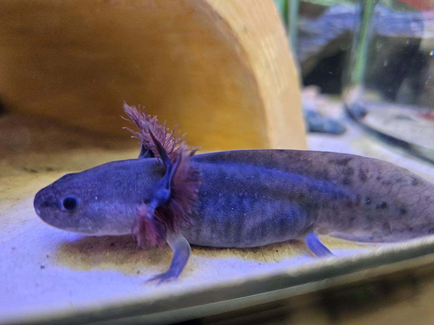 We Lov Pets - 🚨 THEY'RE BACK 🚨 Axolotls (Ambystoma... | Facebook