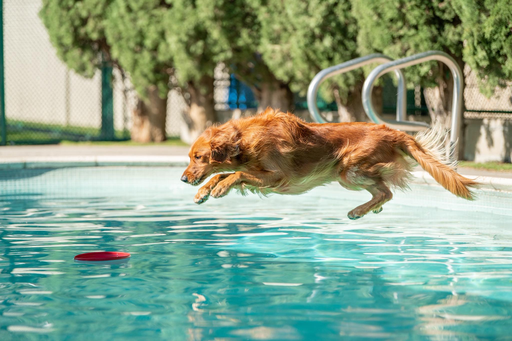 Spring Creek Kennel &... - Spring Creek Kennel & Cattery
