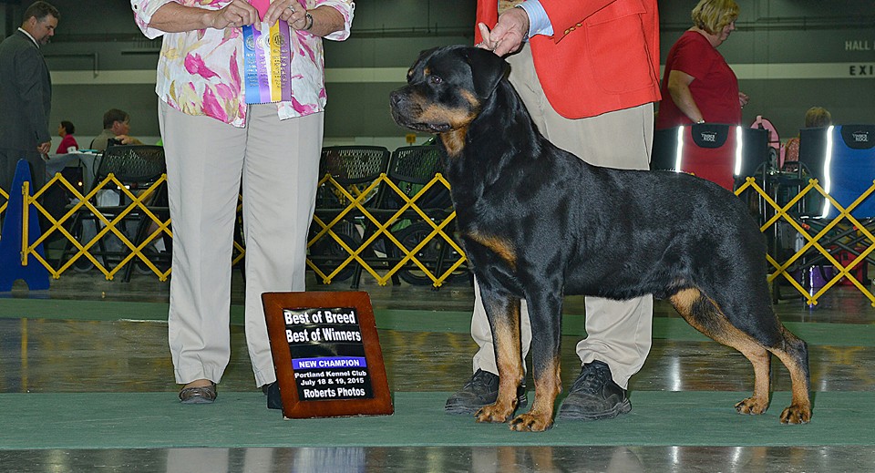 Vom Schwarzen Donner Rottweilers