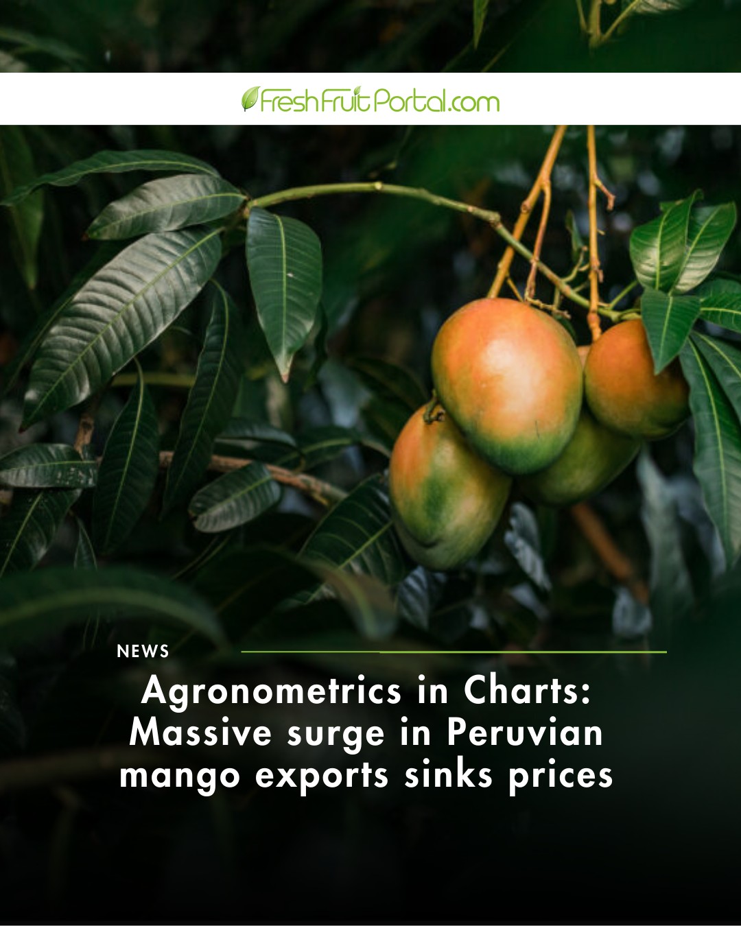 Fresh - 🥭🇵🇪📉 Peruvian mango exports are booming in 2025 — but prices ...