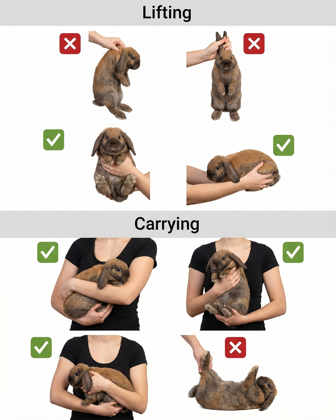 Genius - How to Properly Hold a Rabbit | Facebook