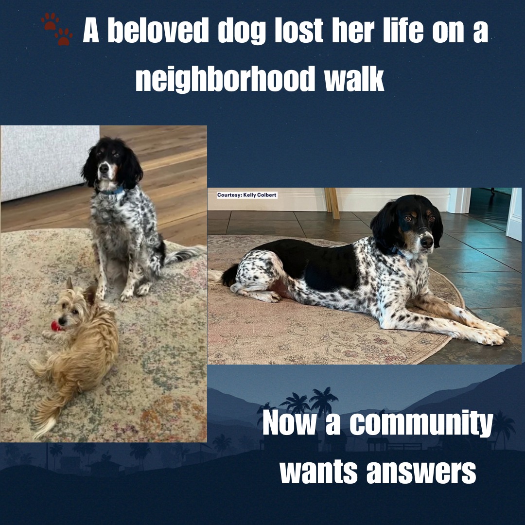🐾 A beloved dog lost her life on a neighborhood walk — now a