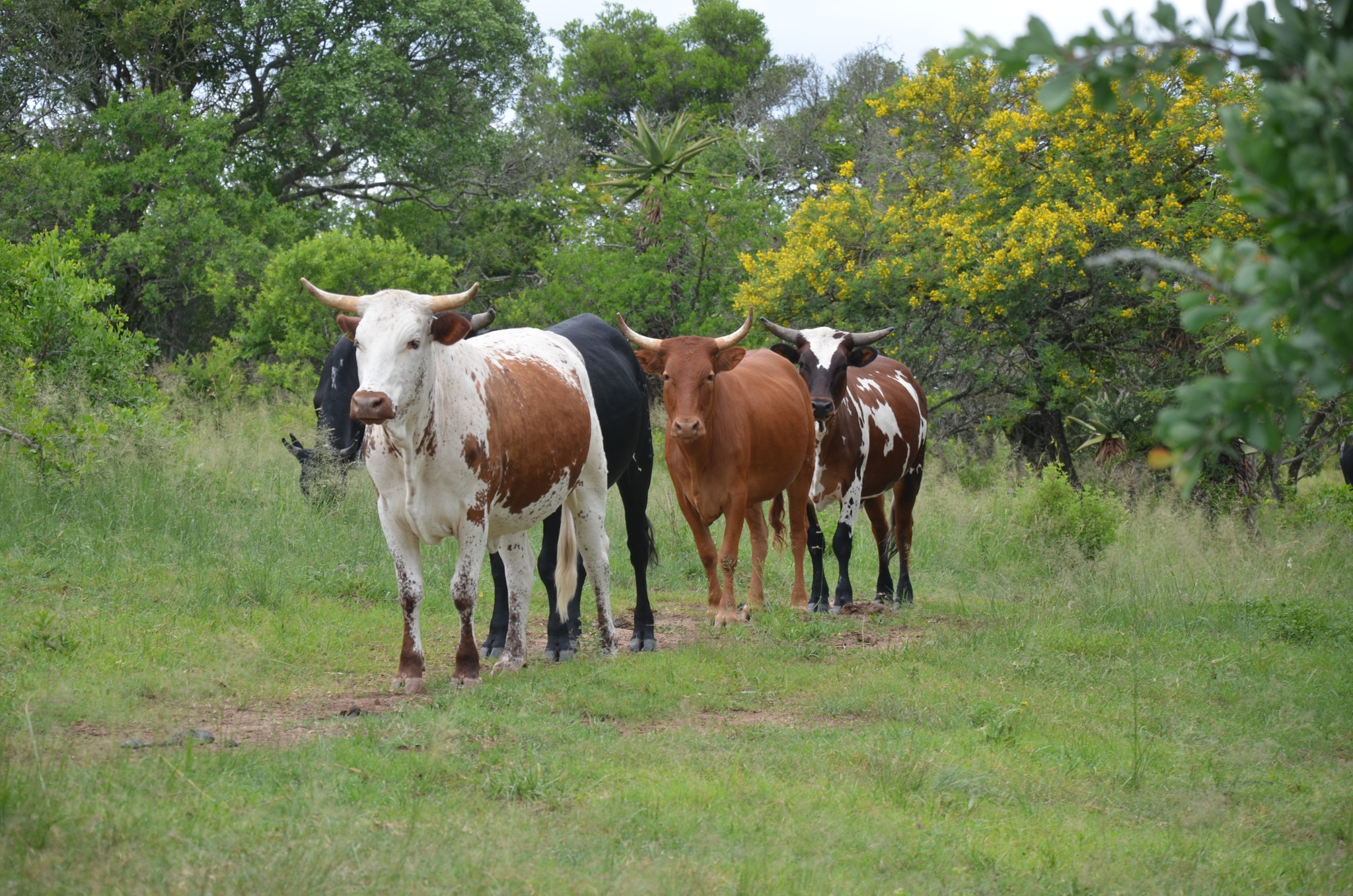 Although live body... - Nguni Cattle Breeders' Society of SA | Facebook