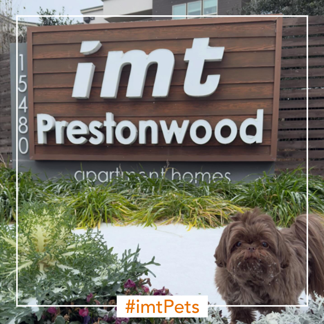 🎉 Say hello to our latest #imtPets... - IMT Uptown Post Oak | Facebook