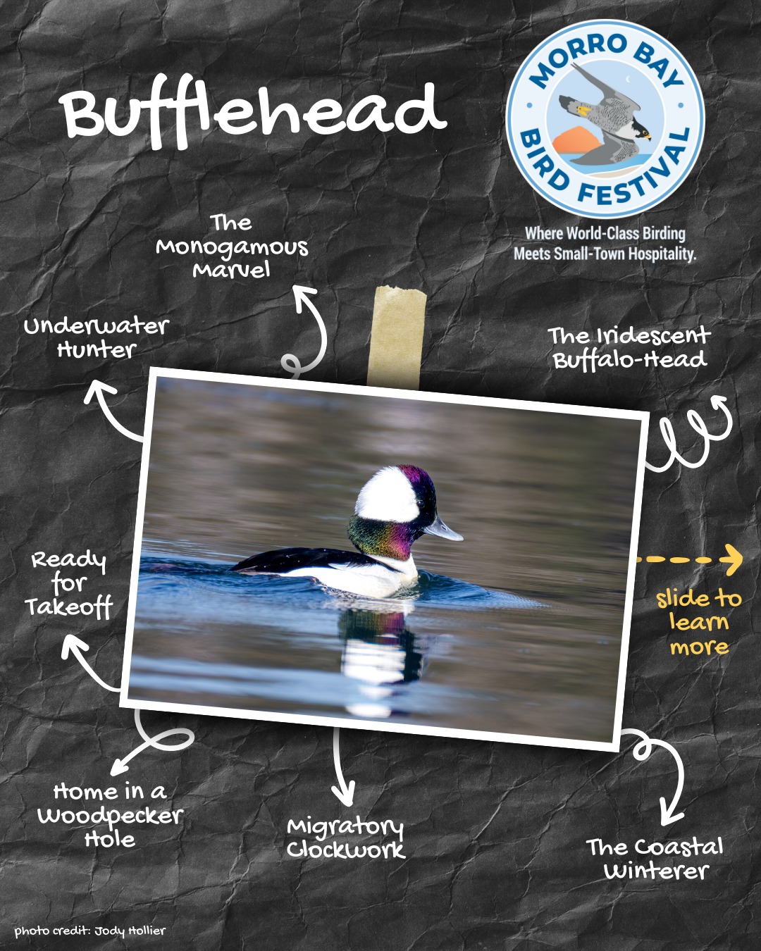 Meet the Bufflehead: a tiny bird... - Morro Bay Bird Festival | Facebook