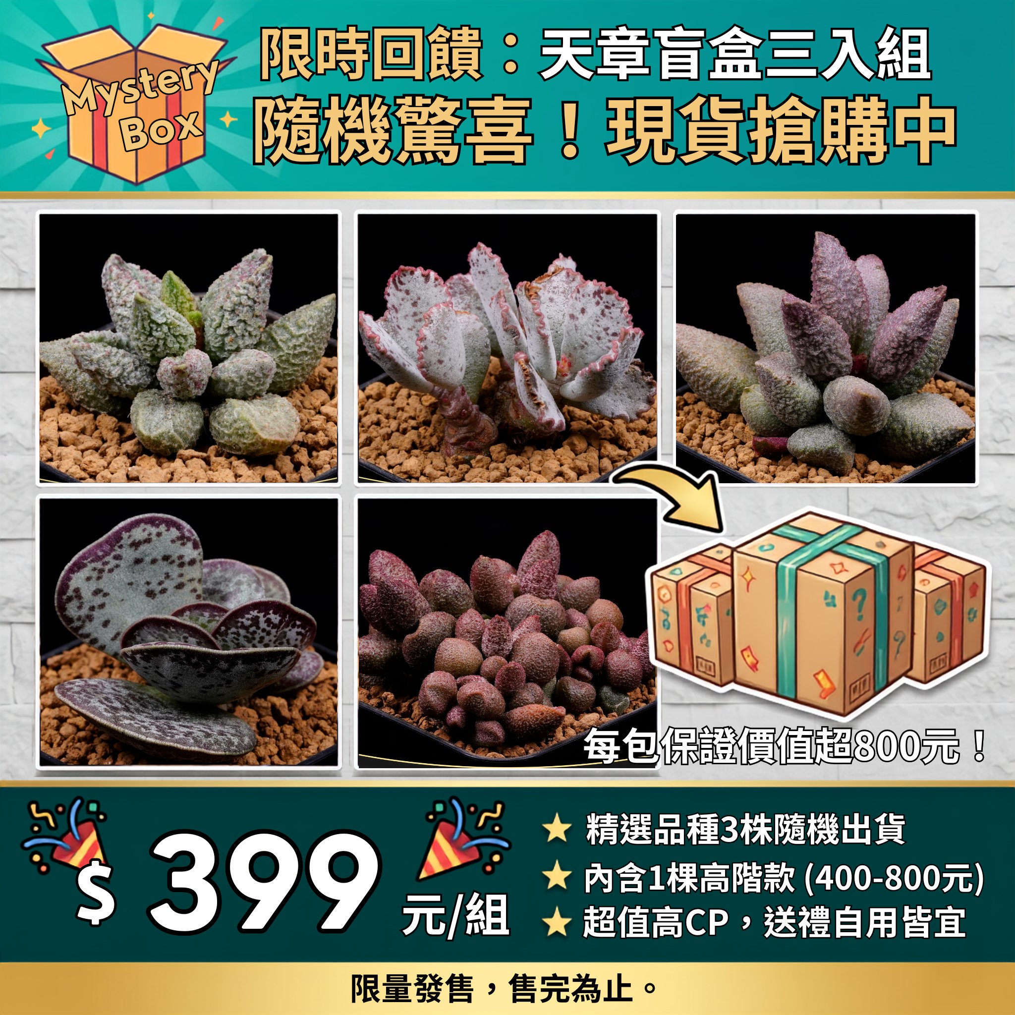 Barry - 雪國萬象錦- Facebook🔎BJ Succulents - #BJsucculents #BJ