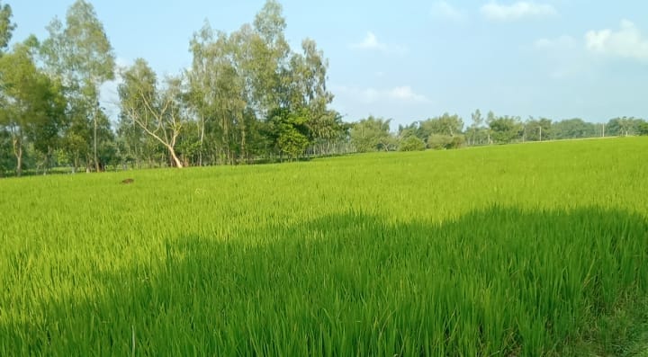Samar Roy