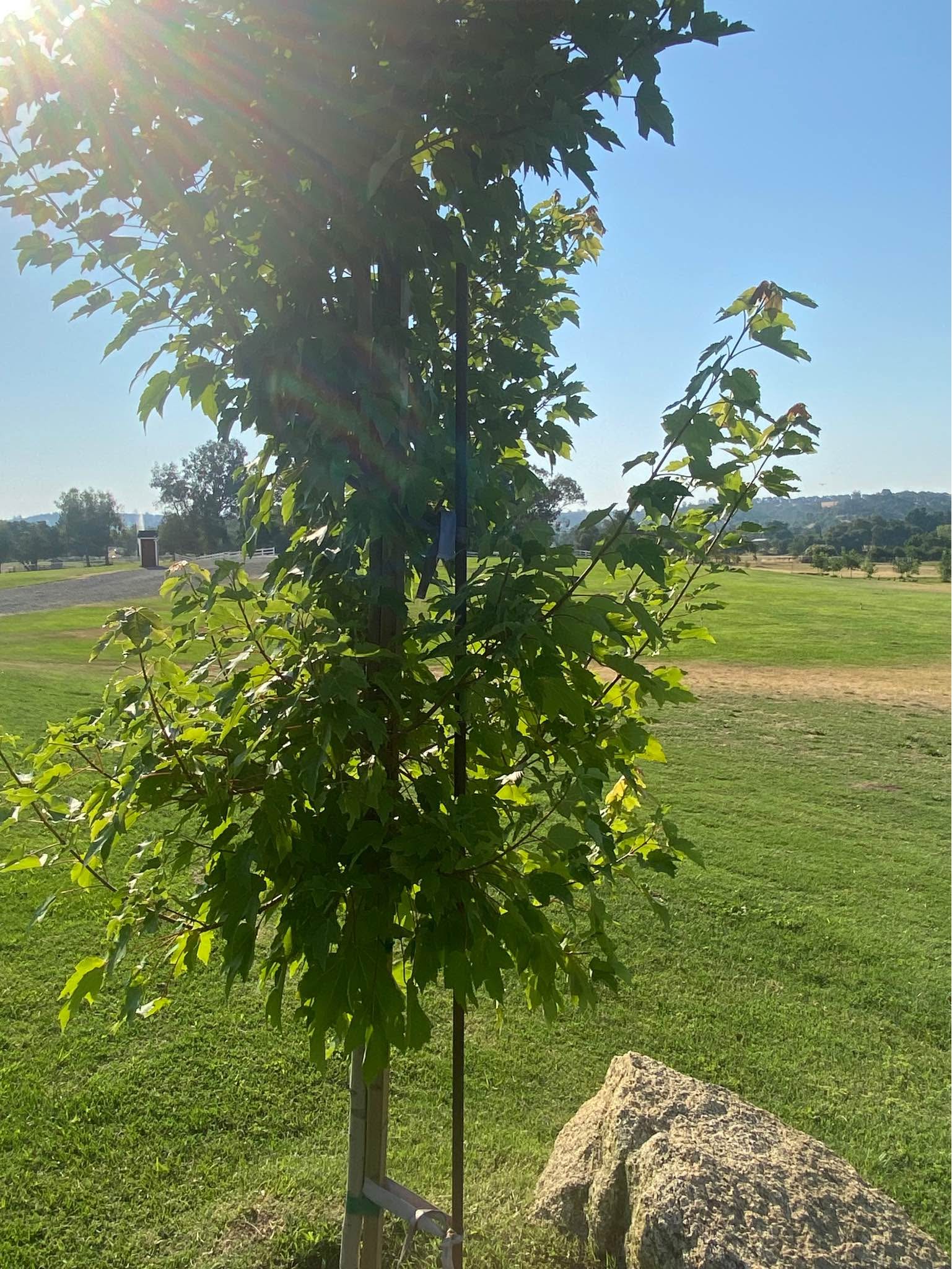 3/4 Inch 10ft long Metal Tree Rods - Windmills & Spinners - Lincoln ...