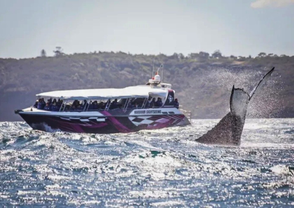Whale Watcher Explorer: Sydney’s... - What's on Sydney | Facebook