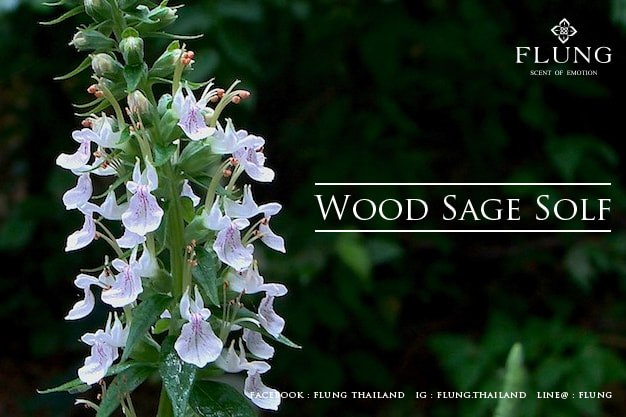 Flung thailand - กลิ่น WOOD SAGE SOLF... | Facebook