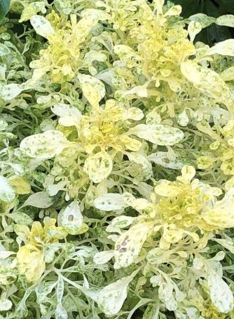 詰雅花卉農園- 繡球花編號：45 學名：Hydrangea macrophylla 'Tiffany