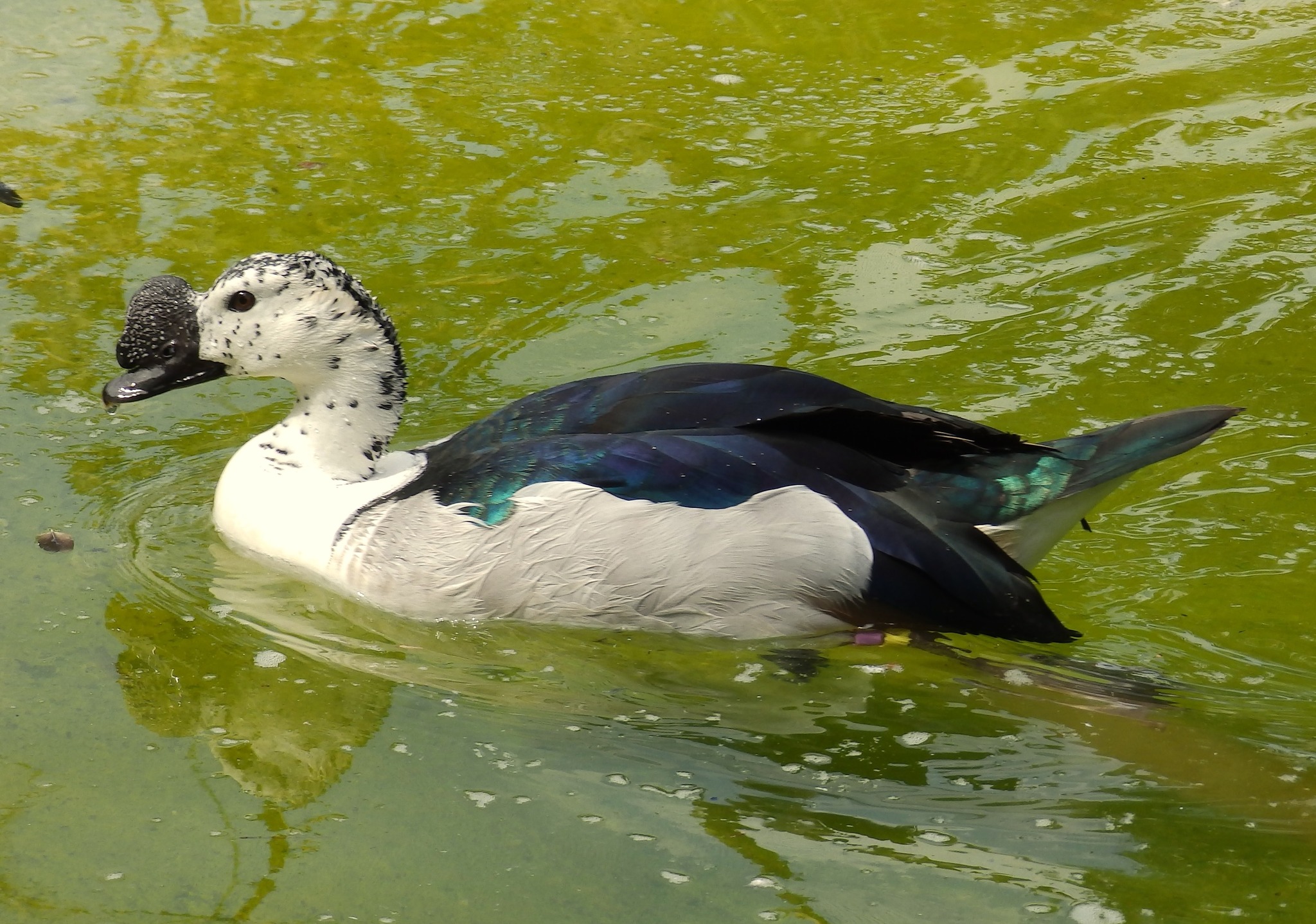 Harteman - Adult male Comb duck (Sarkidiornis melanotos), also called Old World comb duck