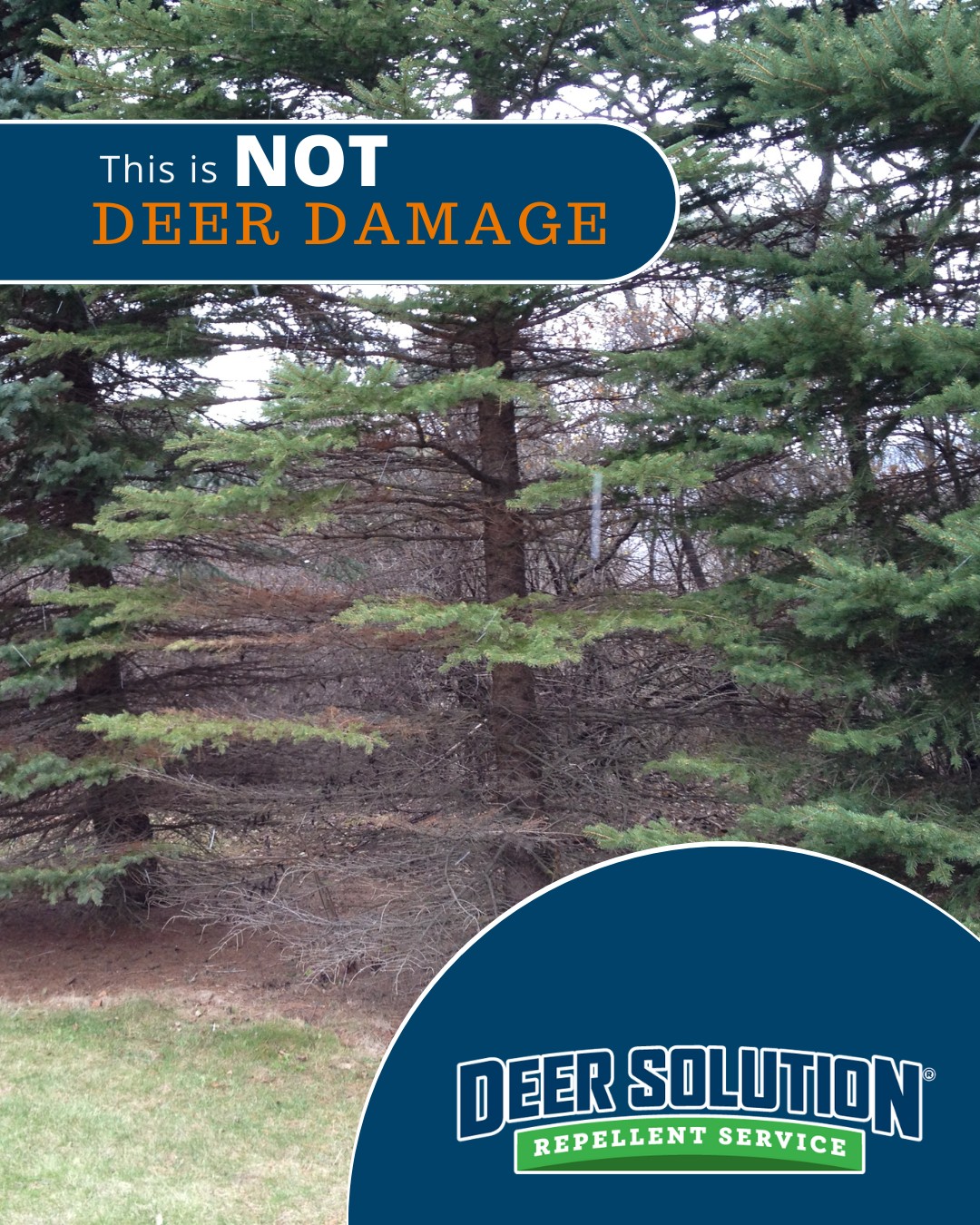 Deer - Not all browning or thinning on evergreens is caused by deer ...
